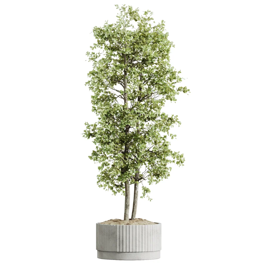 AV Indoor Plants Set 618 Chemlali Olive Areca Palm Eucalyptus Bouquet Bird Of Paradise - Image 5
