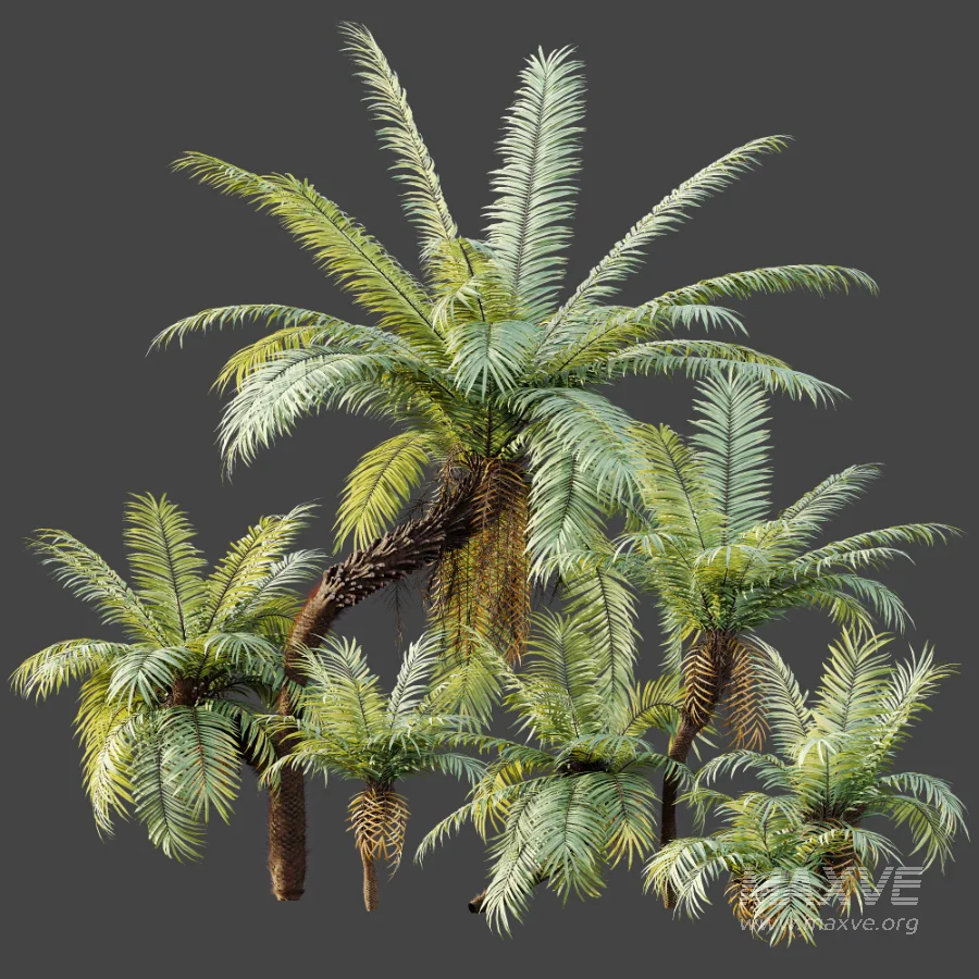AV Plant Brainea Insignis Fern Palm Tree 02 - Image 9