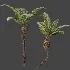 AV Plant Alsophila Spinulosa Fern Tree 01 - Thumbnail 6