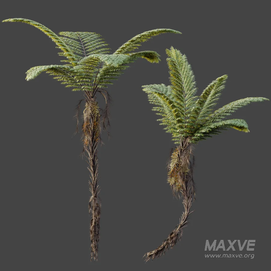 AV Plant Alsophila Spinulosa Fern Tree 01 - Image 6