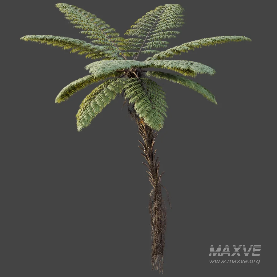 AV Plant Alsophila Spinulosa Fern Tree 01 - Image 5