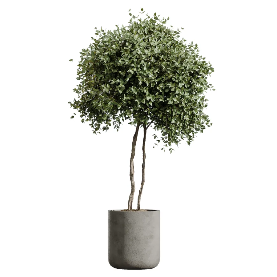 AV Indoor Plants Set 614 Olive Areca Palm Ficus microcarpa Cunjevoi Alocasia - Image 5