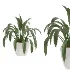 Aspidistra Elatior Potted Plant - Thumbnail 2