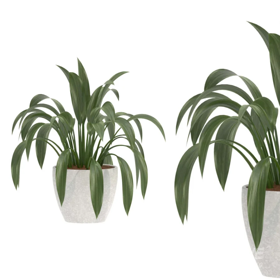 Aspidistra Elatior Potted Plant - Image 2