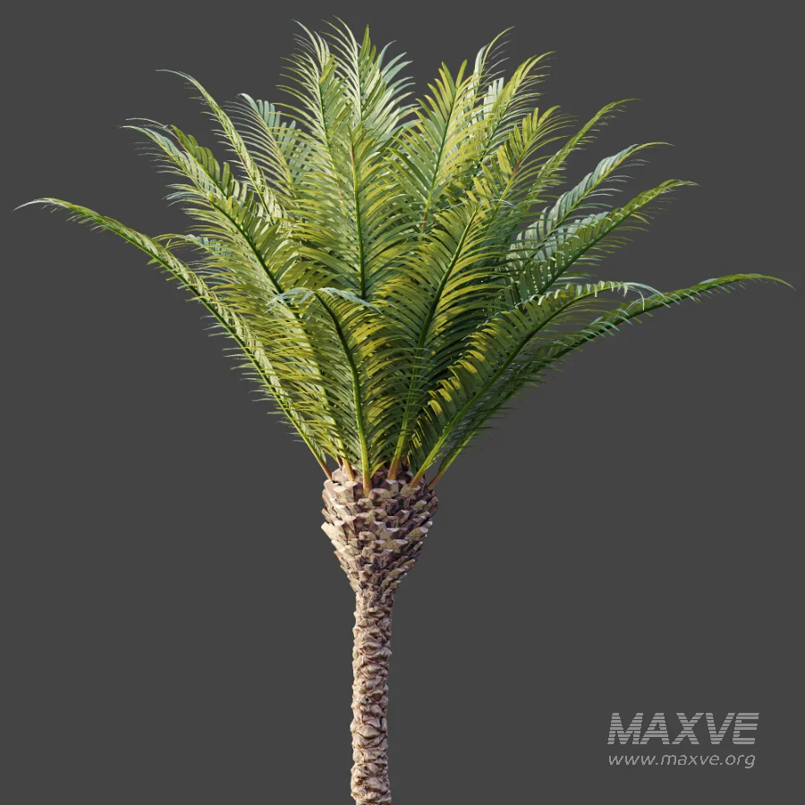 AV Plant Phoenix Canariensis Palm Tree 01 - Image 6