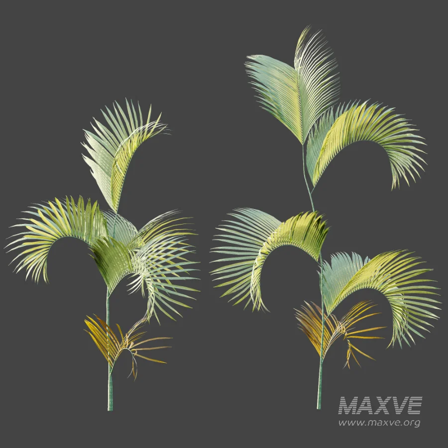 AV Plant Chrysalidocarpus Lutescens Palm Bush 02 - Image 5