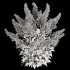 Astilbe Garden Plant Collection - Thumbnail 4
