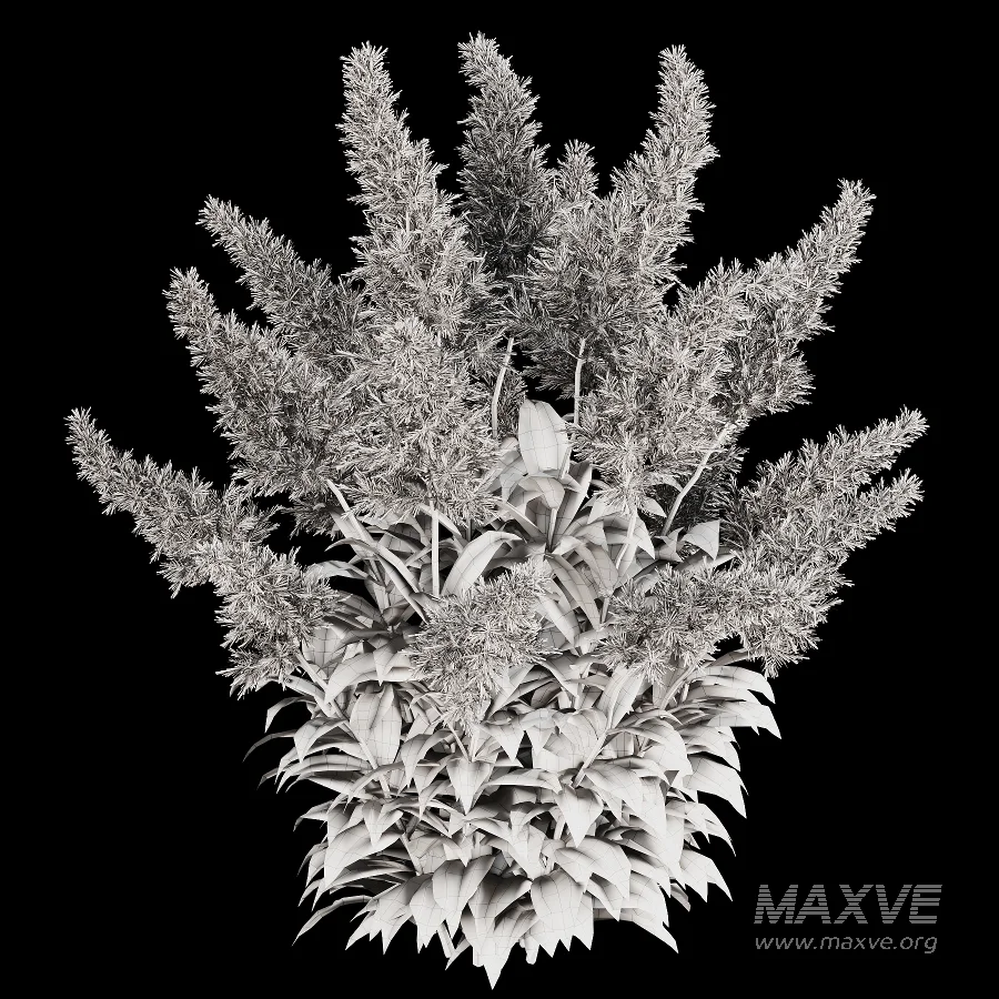Astilbe Garden Plant Collection - Image 4