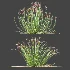 AV Plant Trichophorum Cespitosum Tufted Bulrush Rasenbinse Deer Grass - Thumbnail 5