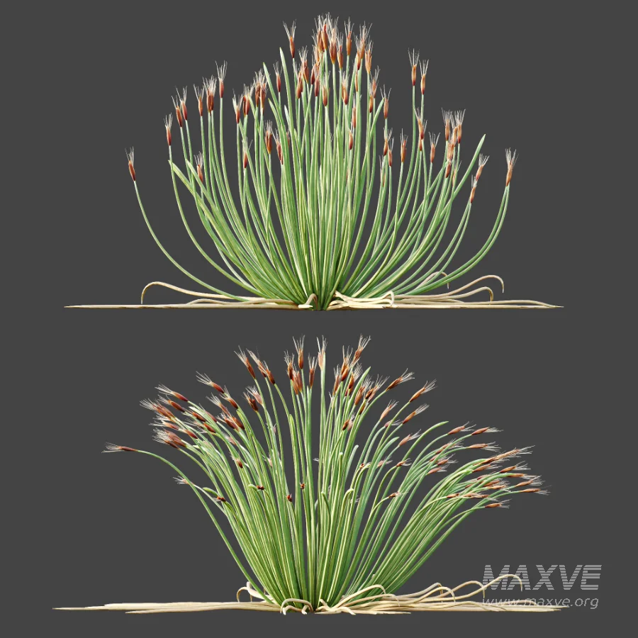 AV Plant Trichophorum Cespitosum Tufted Bulrush Rasenbinse Deer Grass - Image 5