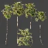 AV Plant Saribus Rotundifolius Palm Tree 01 - Thumbnail 6