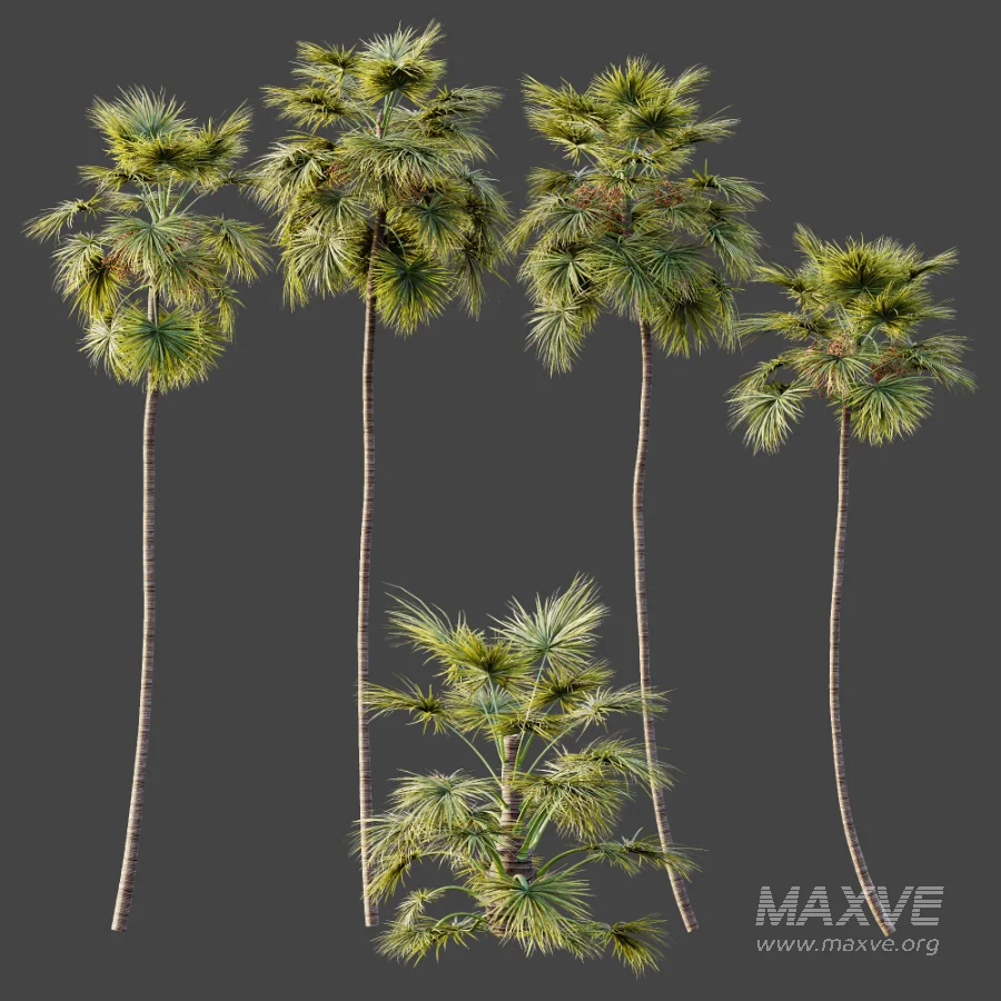 AV Plant Saribus Rotundifolius Palm Tree 01 - Image 6
