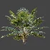 AV Plant Bismarckia Nobilisi Palm Tree 01 - Thumbnail 6