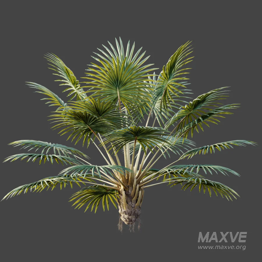 AV Plant Bismarckia Nobilisi Palm Tree 01 - Image 6