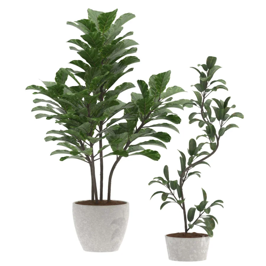 Fiddle Leaf Fig- Ficus Lyrata-set-022 - Image 1