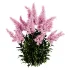 Astilbe Garden Plant Collection - Thumbnail 3