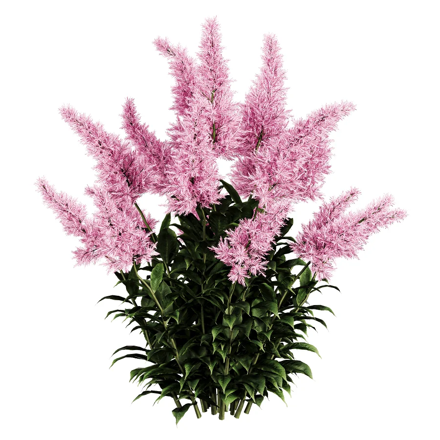 Astilbe Garden Plant Collection - Image 3