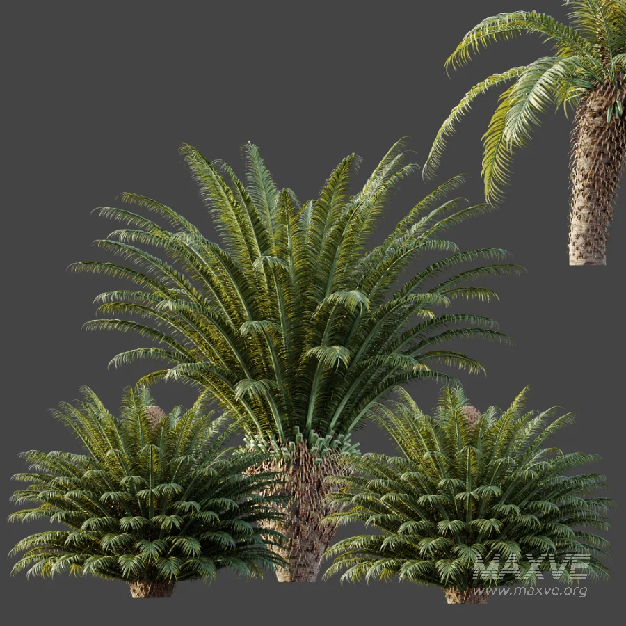 AV Plant Cycas Revoluta Palmfarn Palm Bush 02 - Image 7