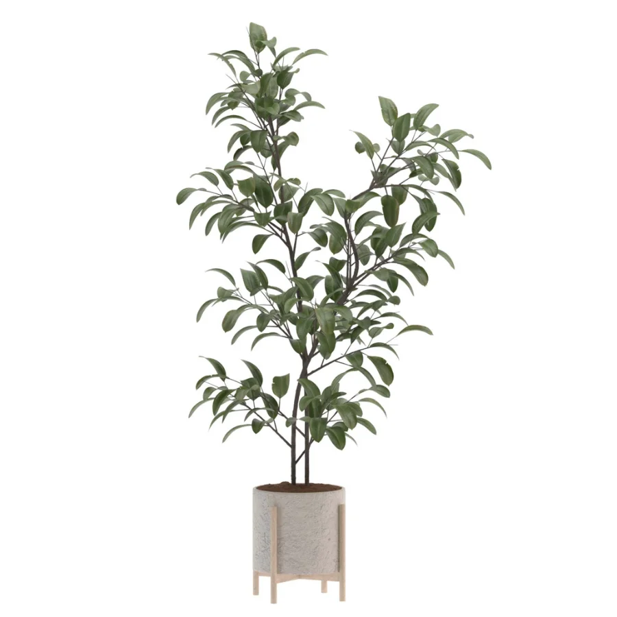 Ficus Benjamina Indoor Plant-set-026 - Image 1