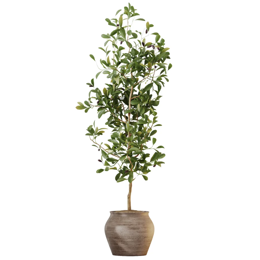 AV Indoor Plants Set 611 Banana Olive Briful Pachira Ficus Binnendijkii - Image 3