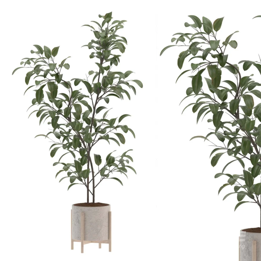 Ficus Benjamina Indoor Plant-set-026 - Image 4