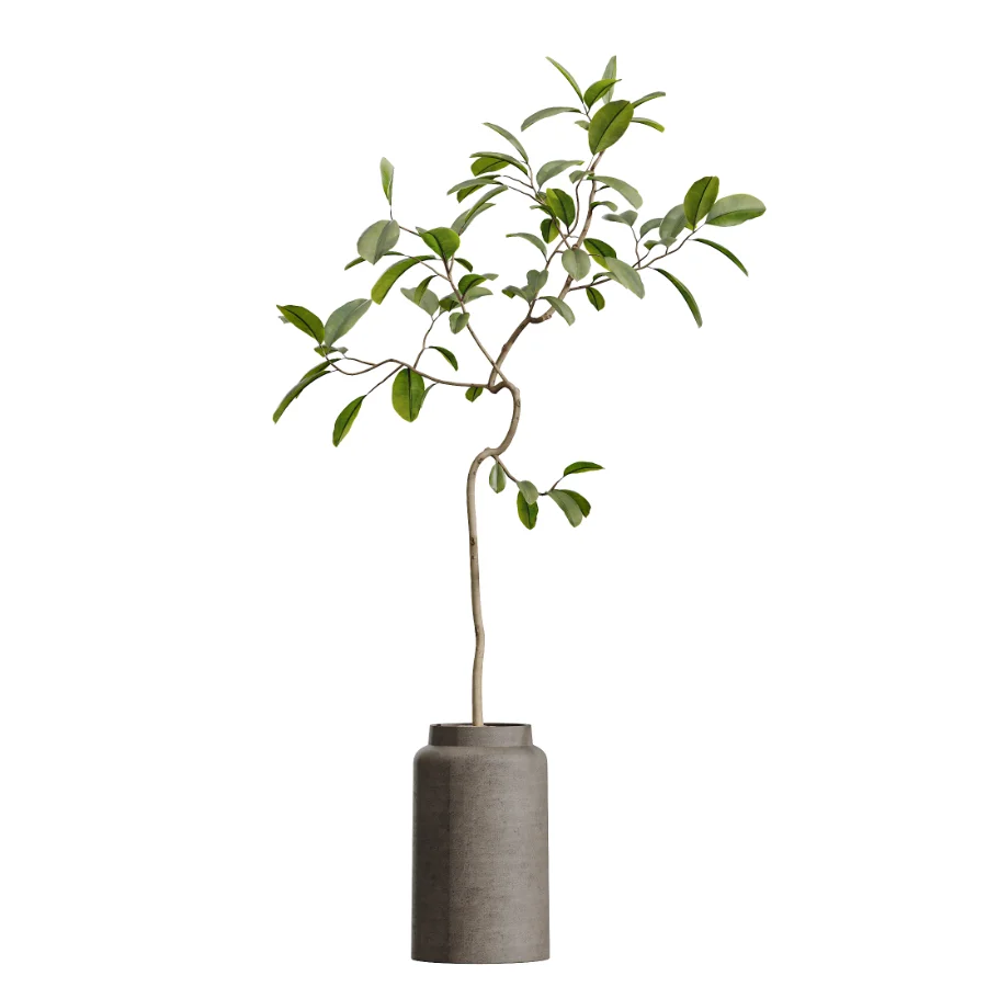AV Indoor Plants Set 605 Ficus Binnendijkii Ficus Marginata Olive - Image 3
