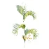 AV Plant Chrysalidocarpus Lutescens Palm Bush 02 - Thumbnail 4