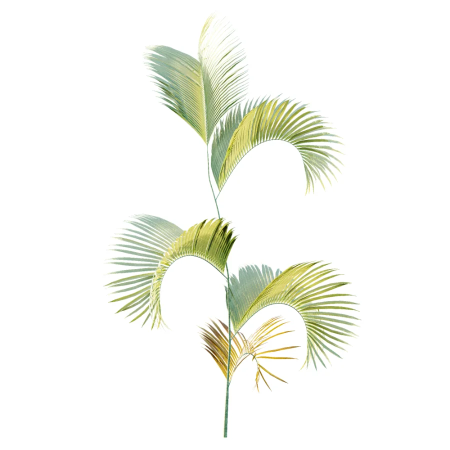 AV Plant Chrysalidocarpus Lutescens Palm Bush 02 - Image 4