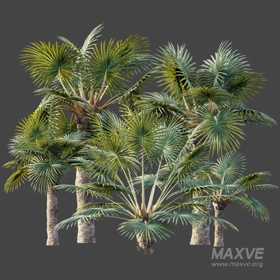 AV Plant Bismarckia Nobilisi Palm Tree 01 - Image 9