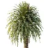 AV Plant Cycas Revoluta Palmfarn Palm Tree 01 - Thumbnail 1
