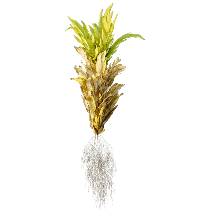 AV Plant Drynaria Roosii Palm Bush 02 - Image 3