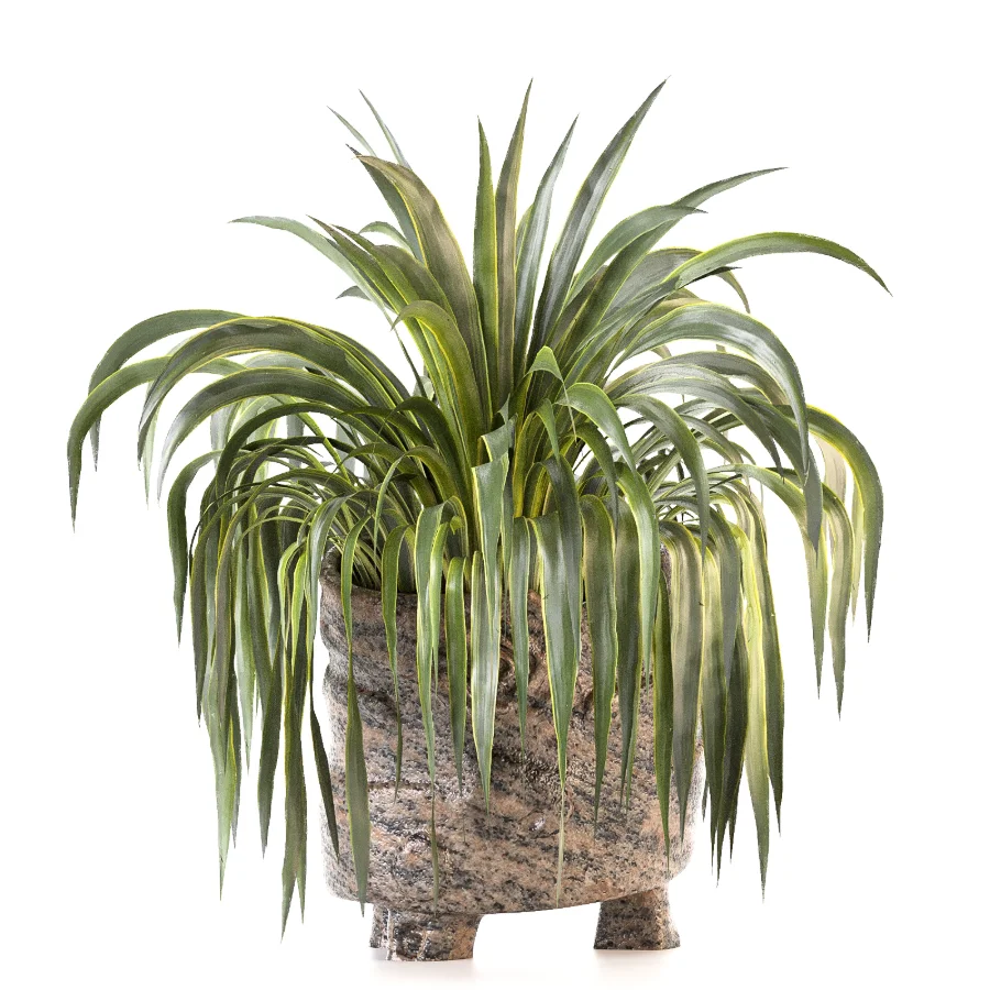 Plant Set 14 - Image 5