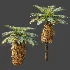AV Plant Brainea Insignis Fern 6 Palm Tree 01 - Thumbnail 7