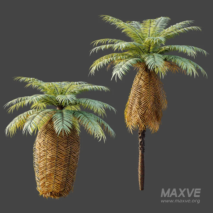 AV Plant Brainea Insignis Fern 6 Palm Tree 01 - Image 7