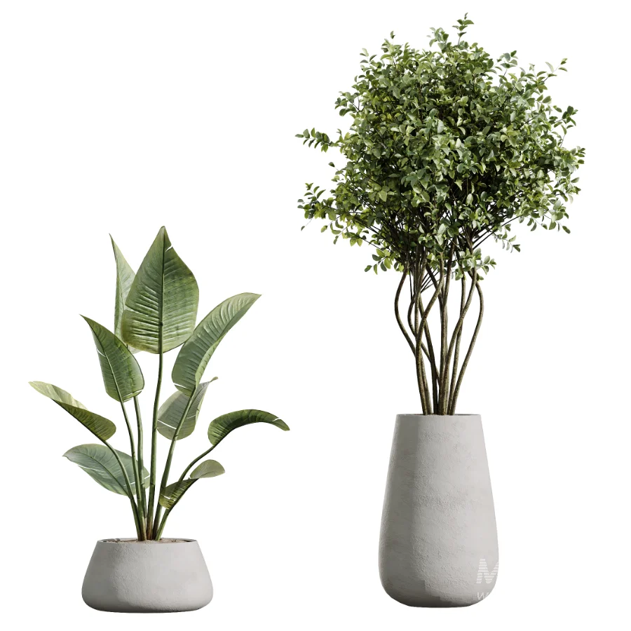 AV Indoor Plants Set 603 Chemlali Olive and Peace Lily and Olive Eucalyptus and Bird Of Paradise - Image 6