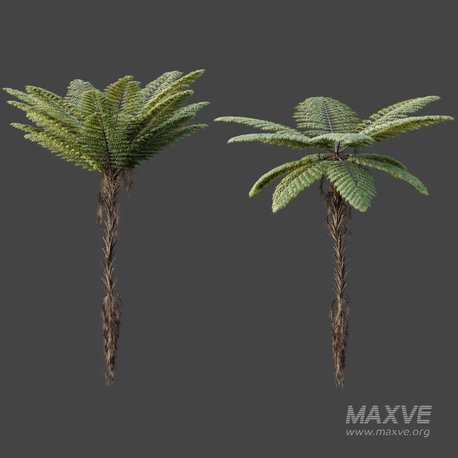 AV Plant Alsophila Spinulosa Fern Tree 01 - Image 4