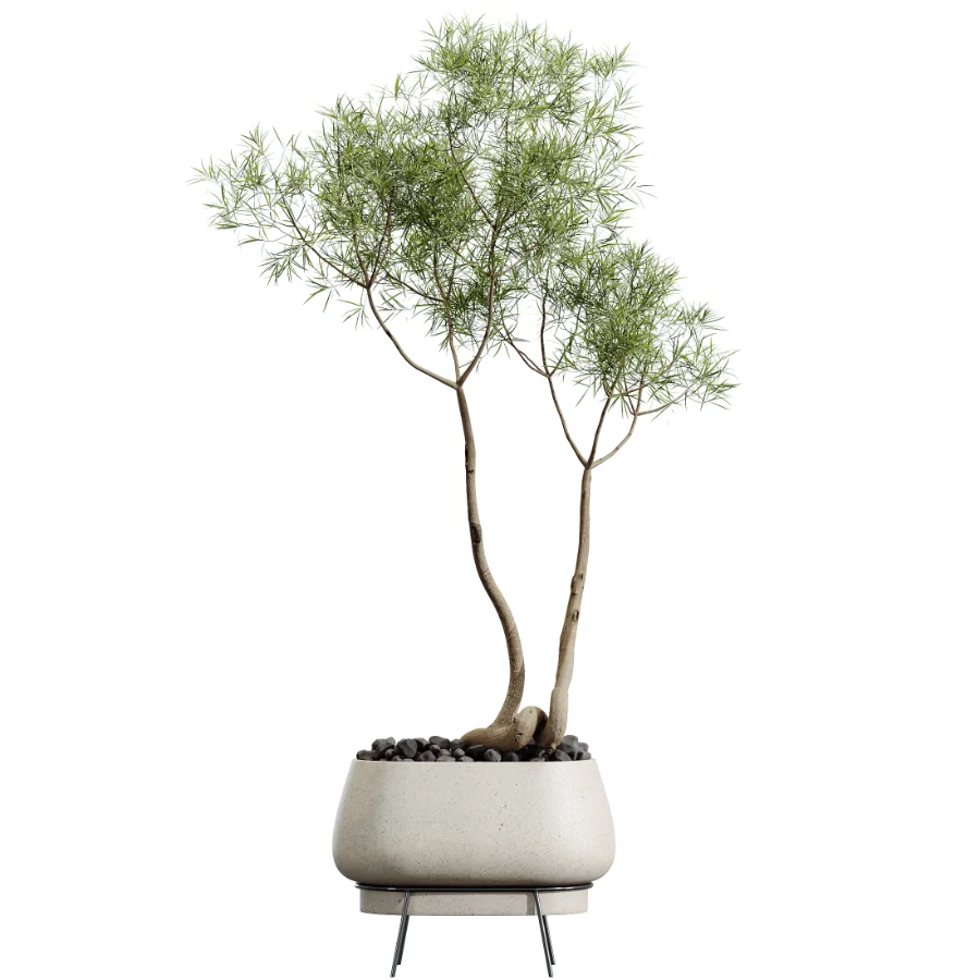 AV Indoor Plants Set 607 Yucca Alocasia Elefantenoh Ficus Marginata Ficus Fig - Image 1