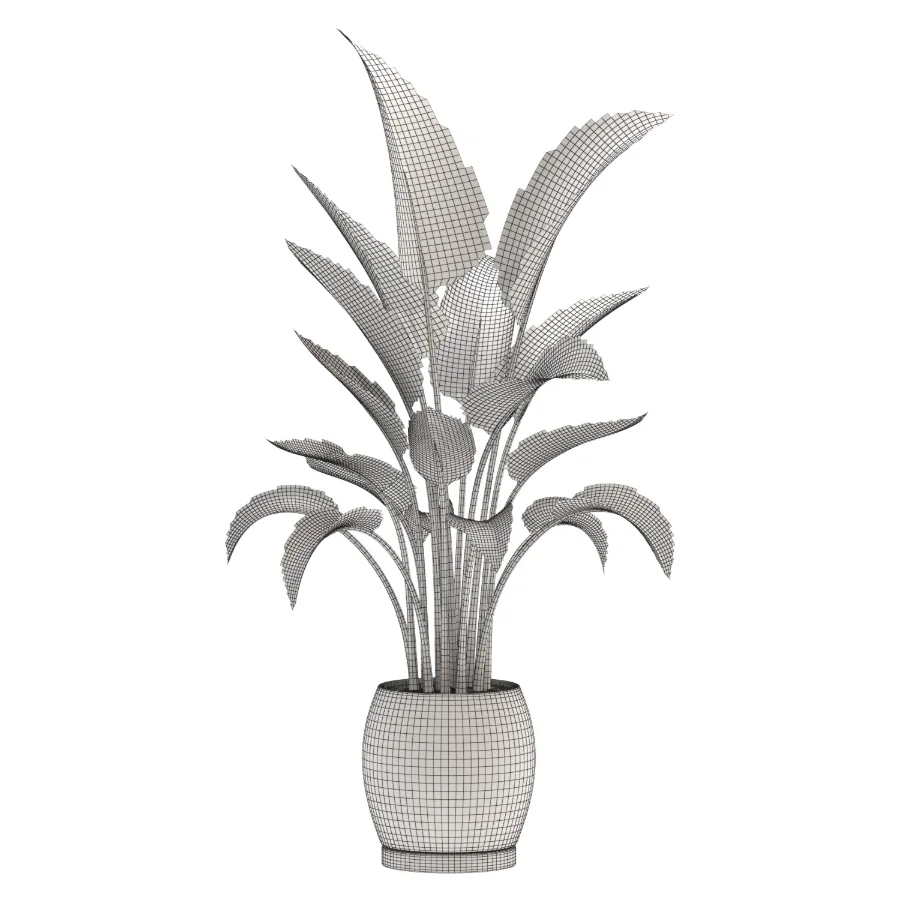 Strelitzia Nicolai Bird of Paradise-set-025 - Image 1