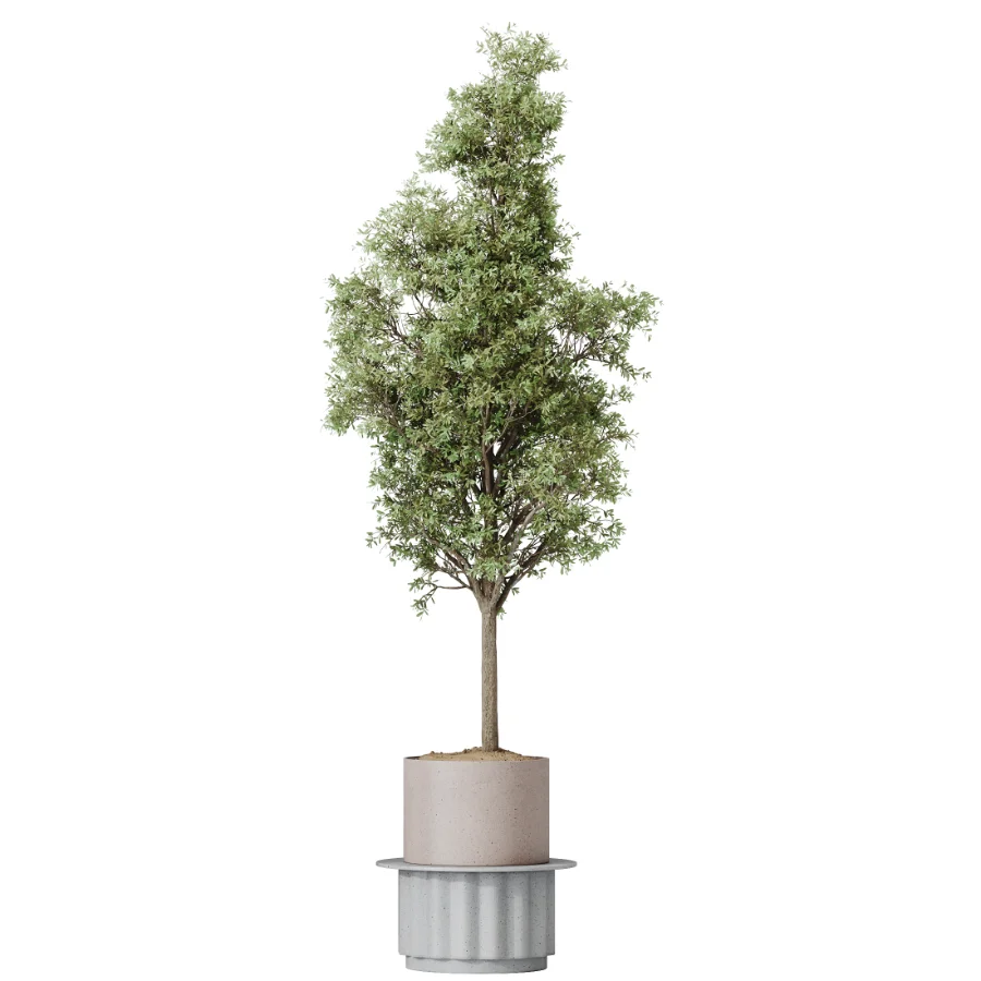 AV Indoor Plants Set 615 Yucca Elephantipes Briful Pachira Ficus Elastica Olive - Image 4