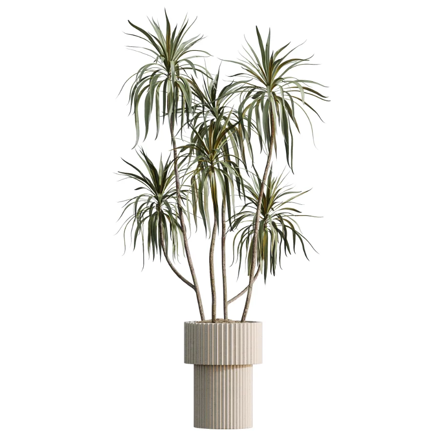 AV Indoor Plants Set 616 Olive Alocasia Elefantenohr Ficus Marginata Warneckii - Image 2