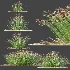 AV Plant Trichophorum Cespitosum Tufted Bulrush Rasenbinse Deer Grass - Thumbnail 7