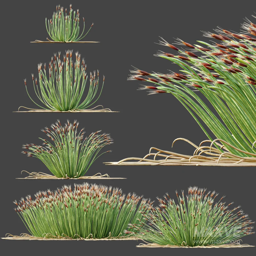 AV Plant Trichophorum Cespitosum Tufted Bulrush Rasenbinse Deer Grass - Image 7