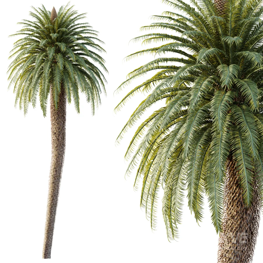 AV Plant Cycas Revoluta Palmfarn Palm Tree 01 - Image 2