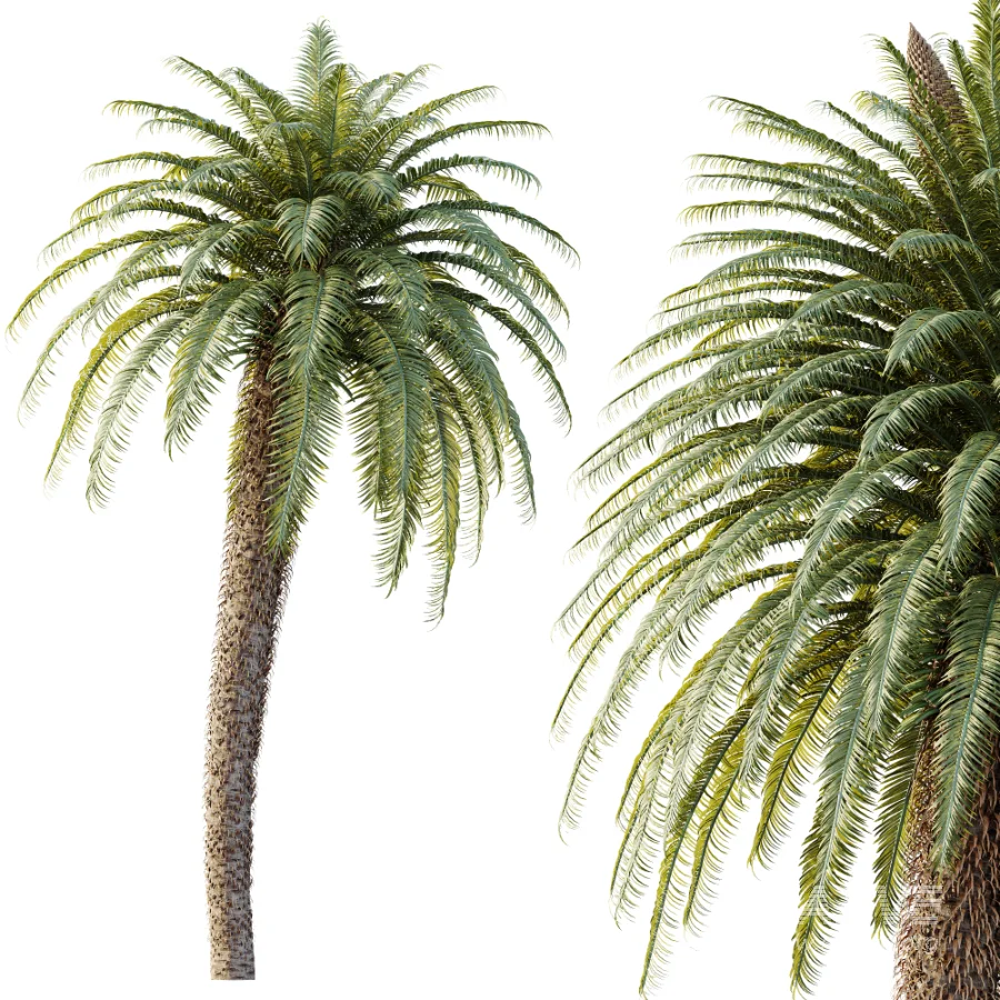 AV Plant Cycas Revoluta Palmfarn Palm Tree 01 - Image 3