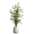 AV Indoor Plants Set 610 Orange Tree Ficus Alnus Glutinosa Lemon Lime - Thumbnail 4