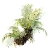AV Plant Brainea Insignis Fern Palm Tree 02 - Thumbnail 5