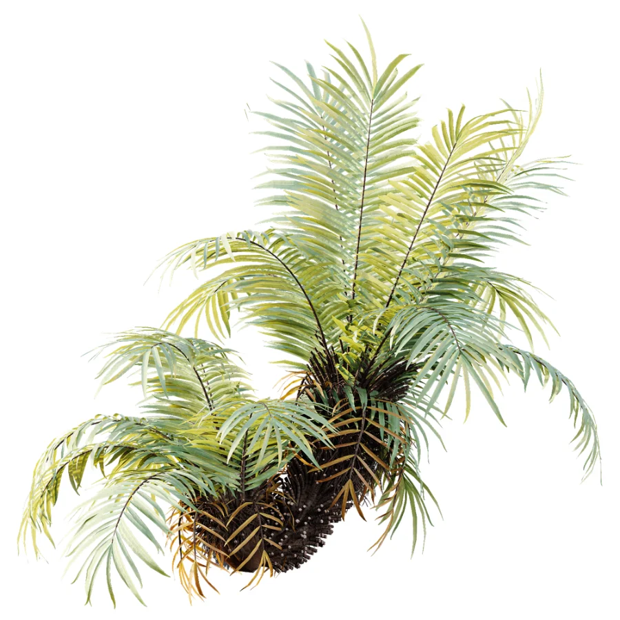 AV Plant Brainea Insignis Fern Palm Tree 02 - Image 5