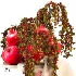 Pomegranate Cascade Fruit & Floral Arrangement - Thumbnail 5