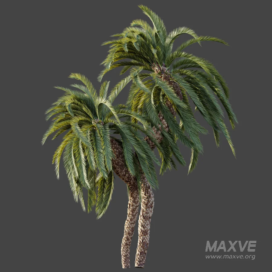 AV Plant Macrozamia Moorei Palm Tree 01 - Image 5
