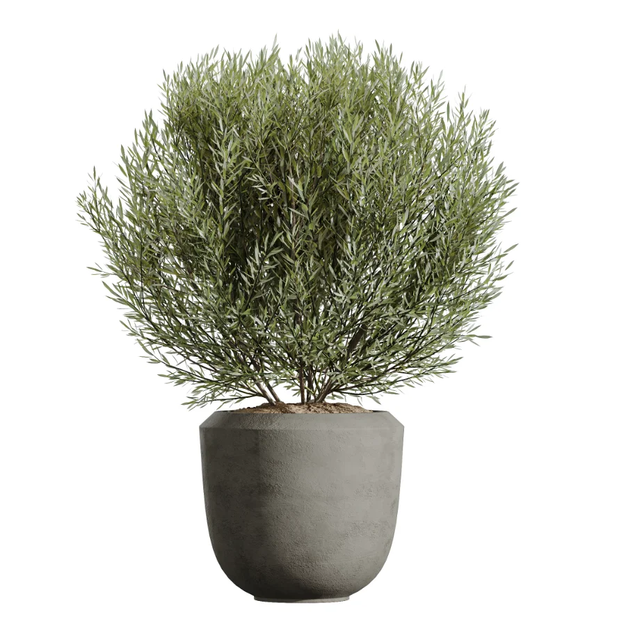 AV Indoor Plants Set 606 Bird Of Paradise Yucca Olive Schefflera Arboricola - Image 1